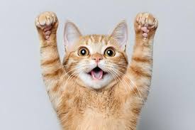 A beautiful cat